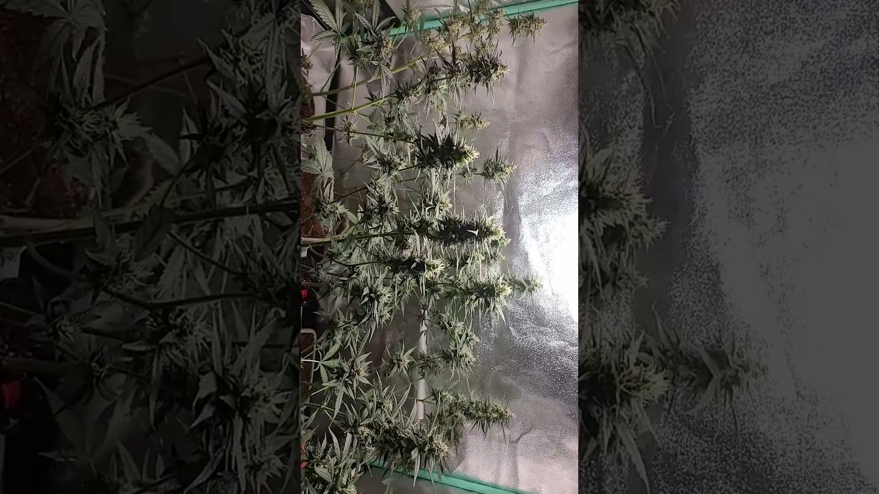 Day 65 CBG  #spiderfarmerled #Sf1000 100w led grow from #seed to #harvest