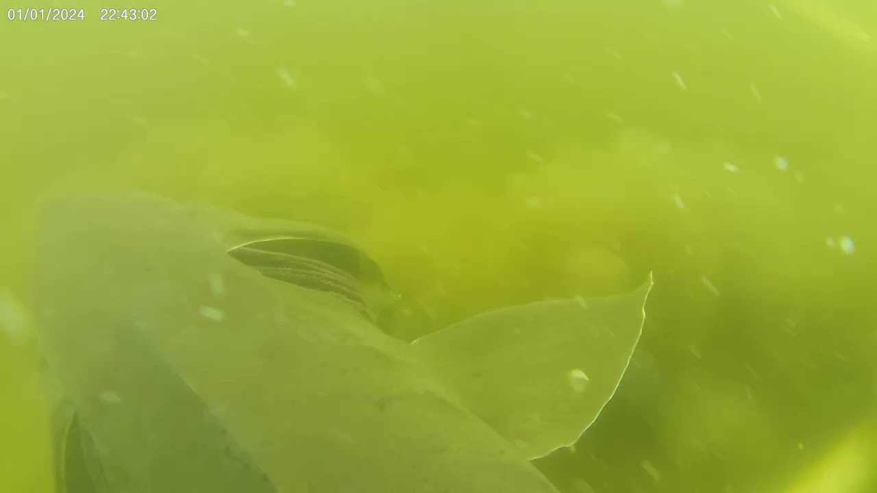Lake Poygan sturgeon spearing 2026 with go pro on spear!