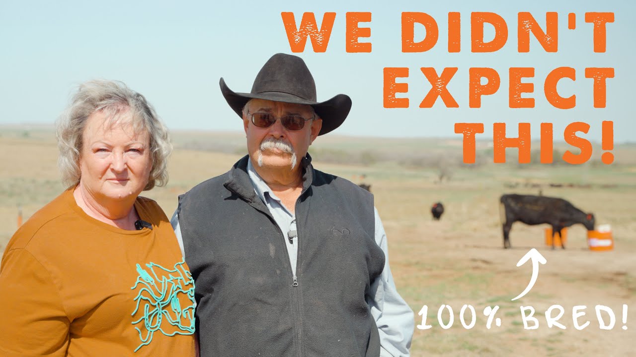 Our Ranch Burned... But Our Cattle Performed Better Than Ever