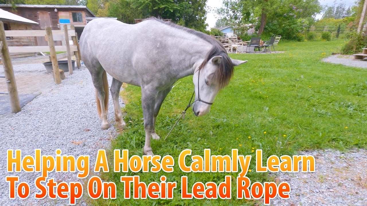 Helping A Horse Learn To Calmly Step On Their Lead Rope