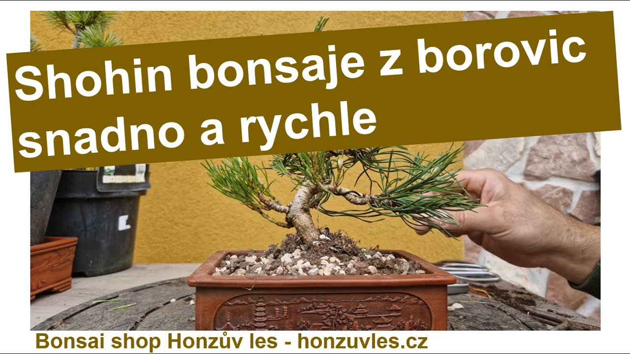 Shohin bonsaje z borovic snadno a rychle