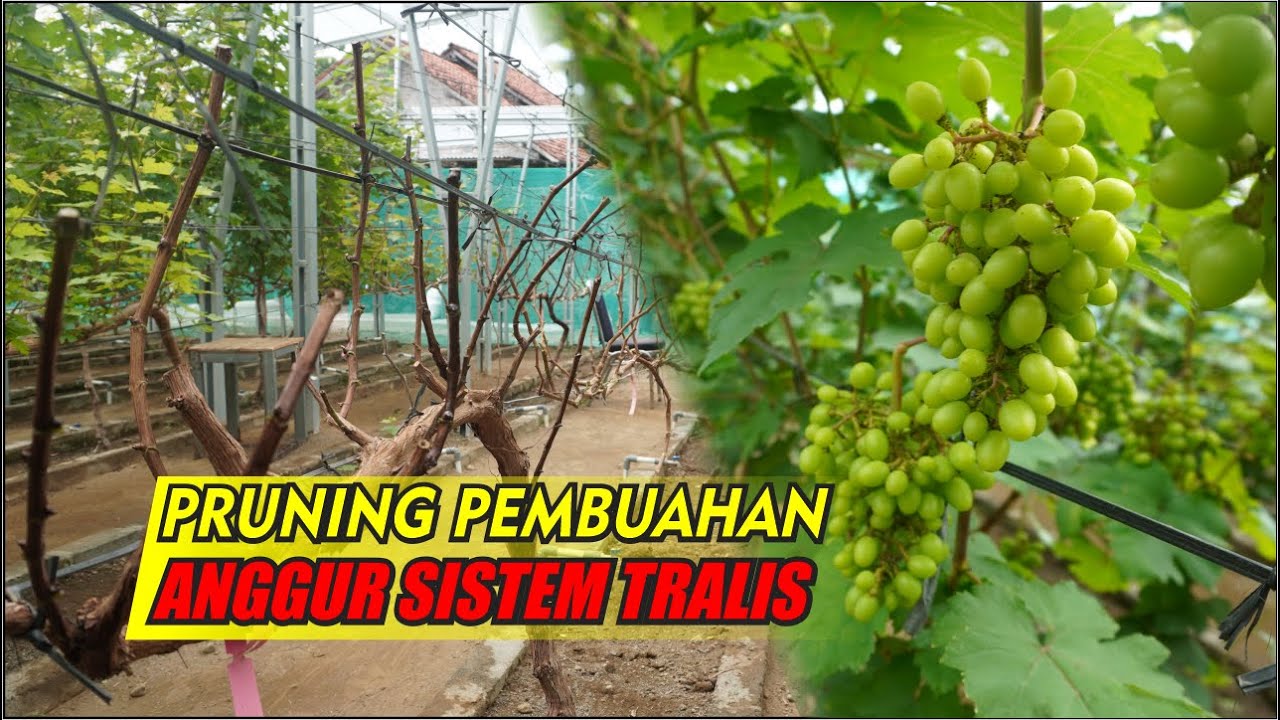 PRUNING PEMBUAHAN ANGGUR SISTEM TRALIS