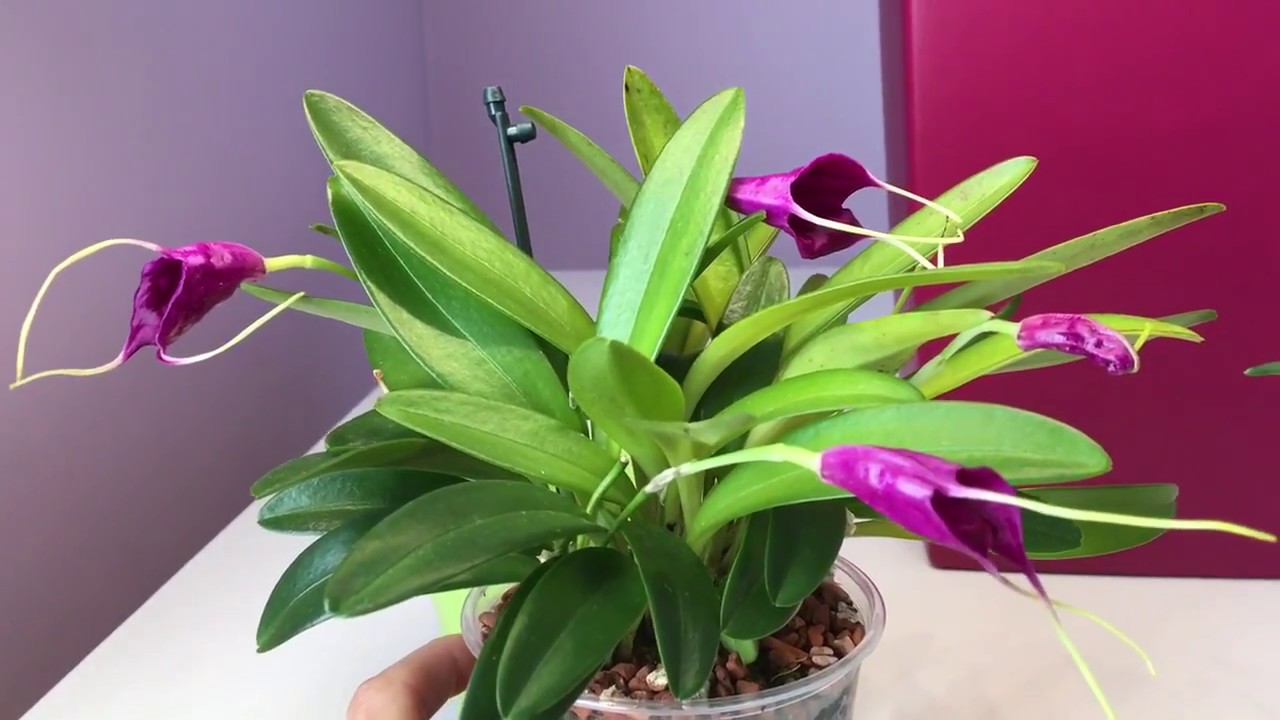 Masdevallia Orchideen im Seramis Substrat - Update / Semi Hydroponic Orchids