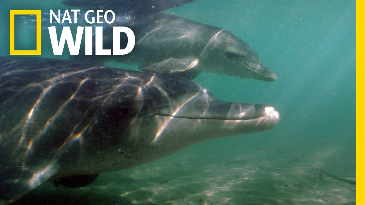 A Baby Dolphin is Born | Dolphins of Shark Bay