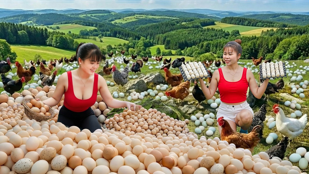 Harvesting Lots Of Chicken Eggs, Ducks Eggs Go To Countryside Market Sell / Ly Tieu Toan