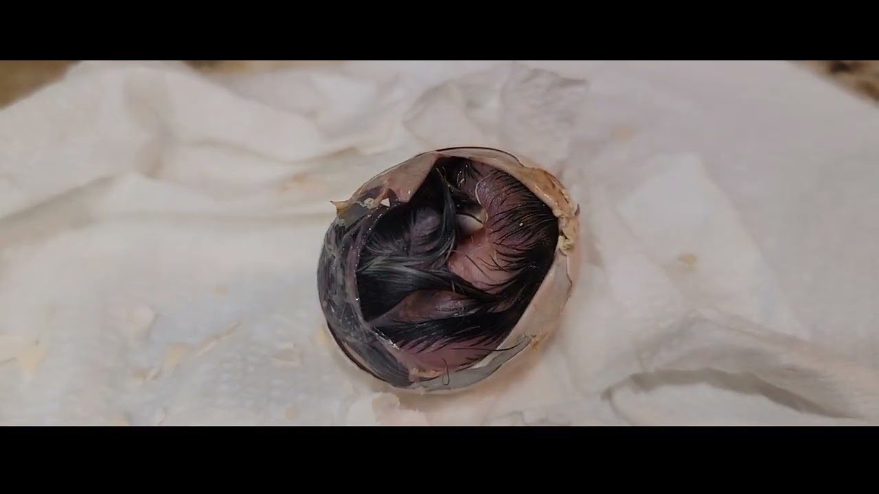 Saving A Shrink Wrapped Chick