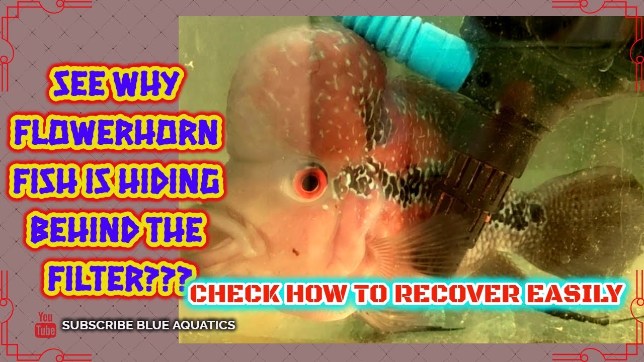 Why Flowerhorn Fish is hiding behind the filter??? -  must watch