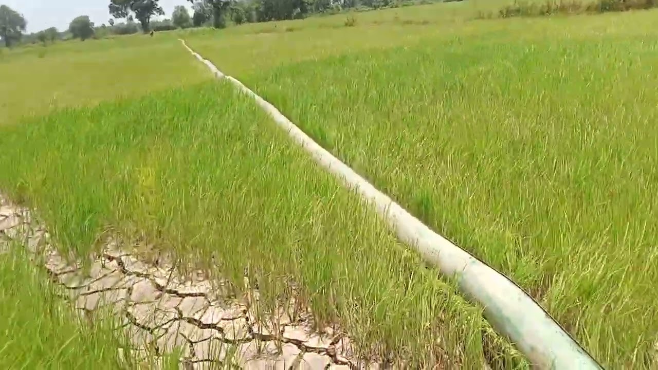 #សកម្មភាពរៀបចំបូបទឹកដាក់ស្រូវស្រែ#ស្រុកស្រែ #ជនបទ #Farmer #Rural