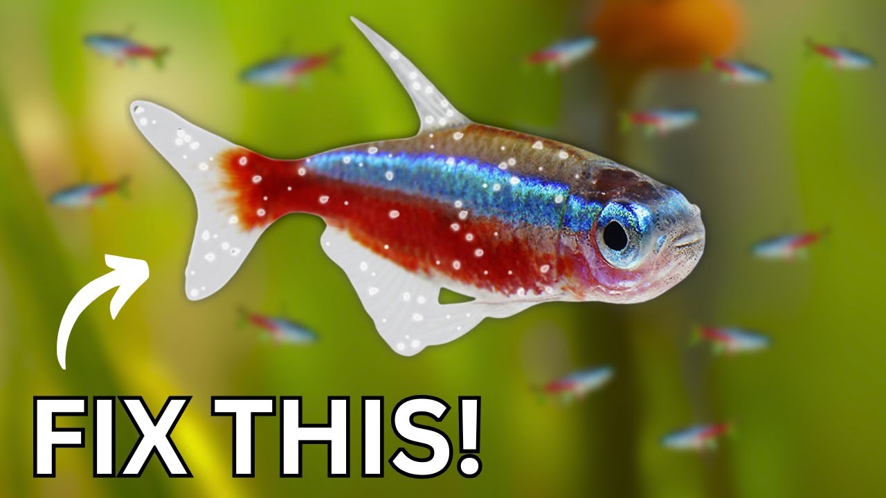 Top Aquarium Diseases - How to Fix Sick Fish!