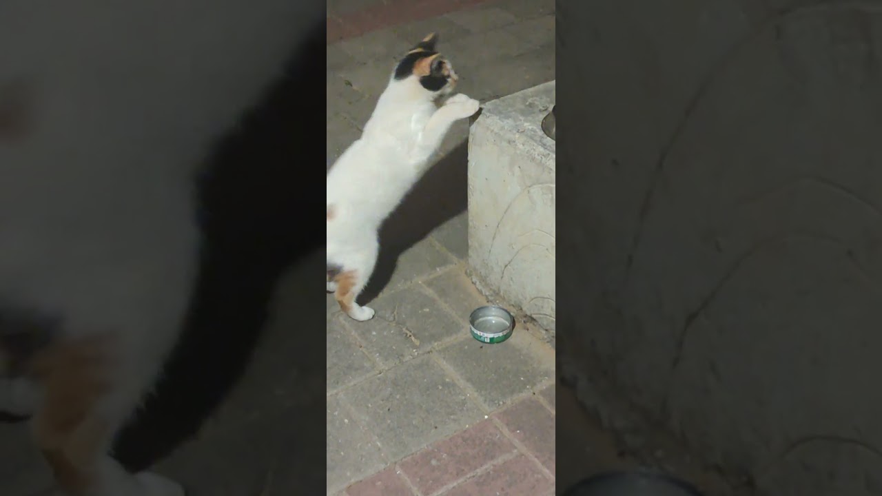 Спец по остаткам. #cat
