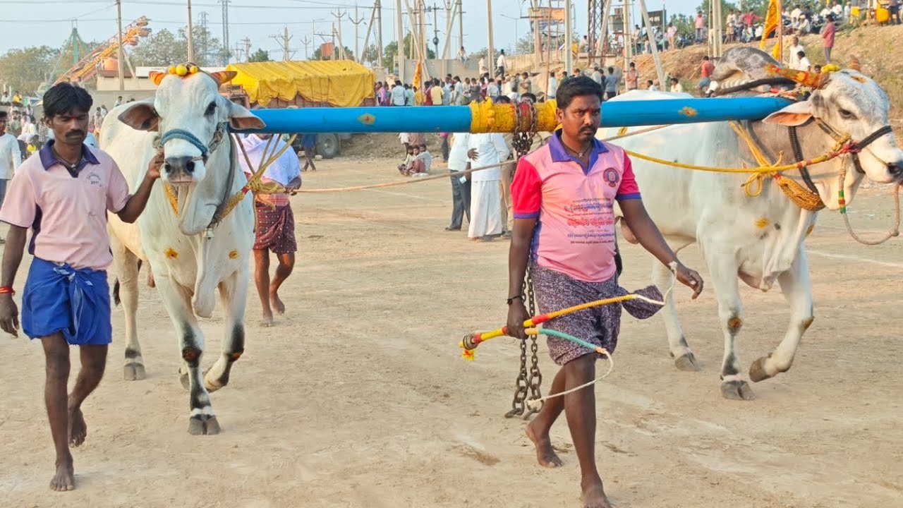 కాల్వబుగ్గ న్యూ క్యాటగిరి విభాగం 16 వ జత బుల్స్