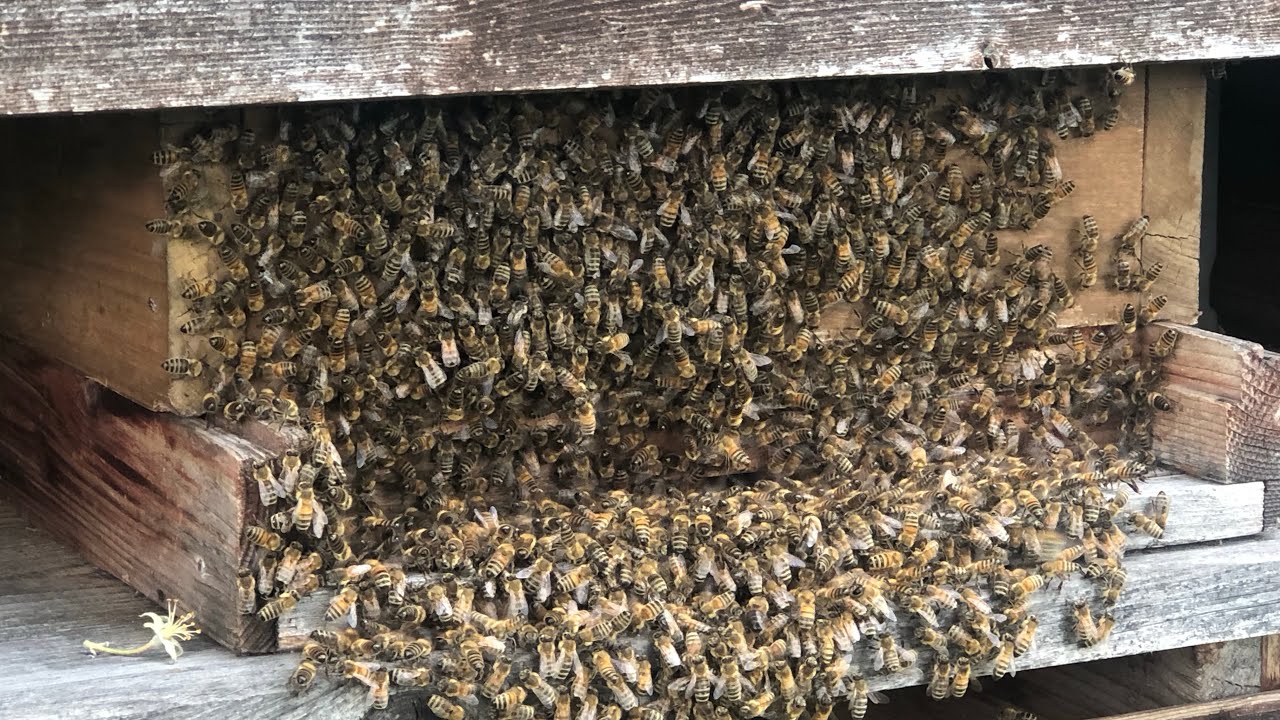 Honey Bee Swarm🐝🐝🐝