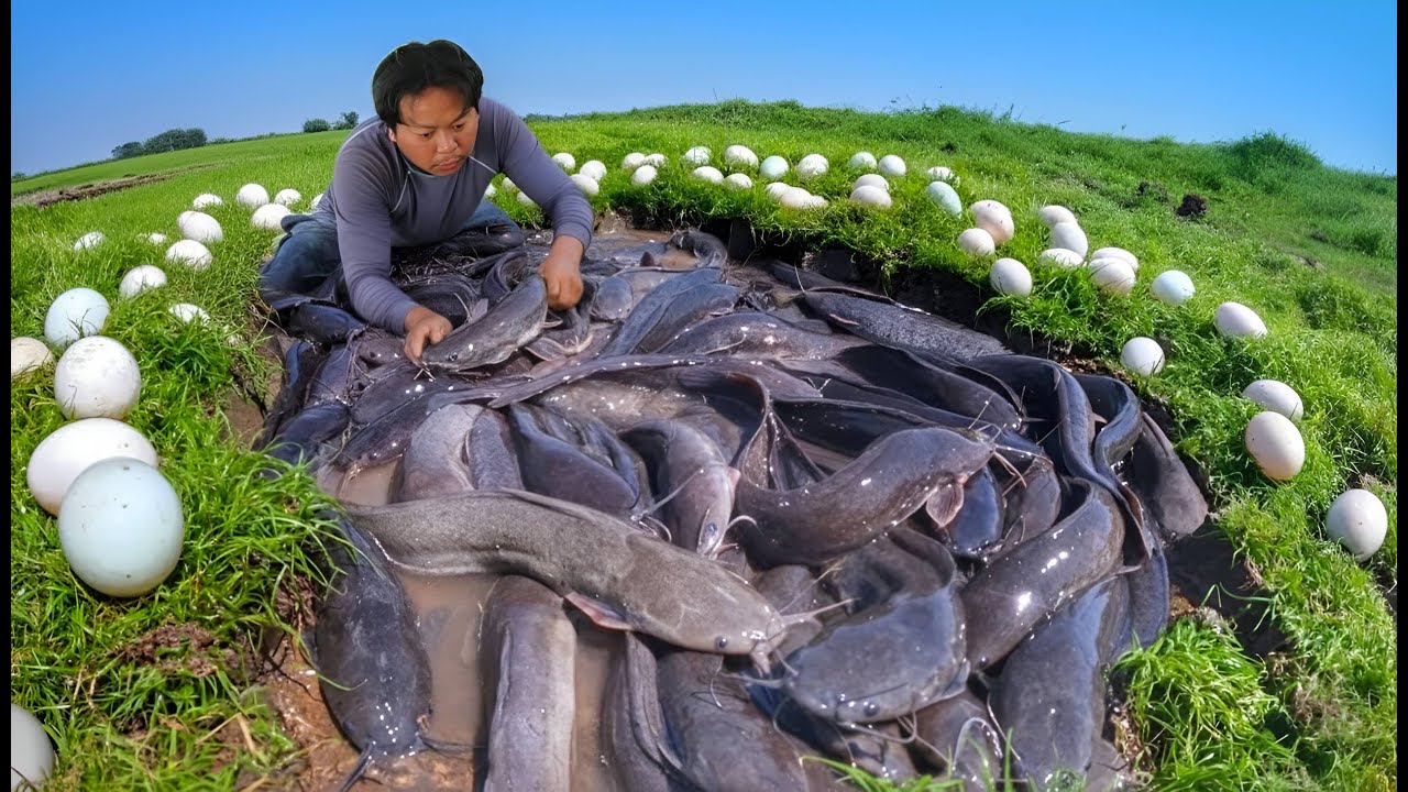 A man tech you how to make a hole and line to catch the fish so funny in the Rice Field