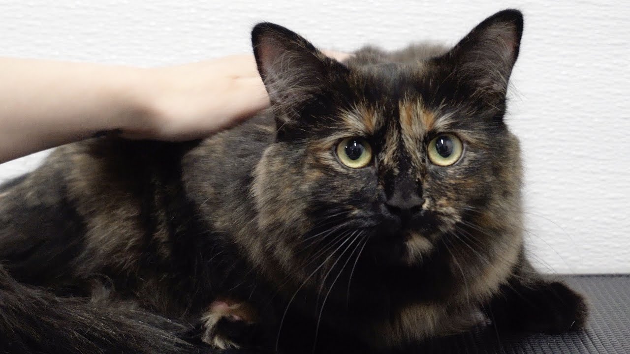 Brilliant Tortie cat ESCAPES the Rage Cage!