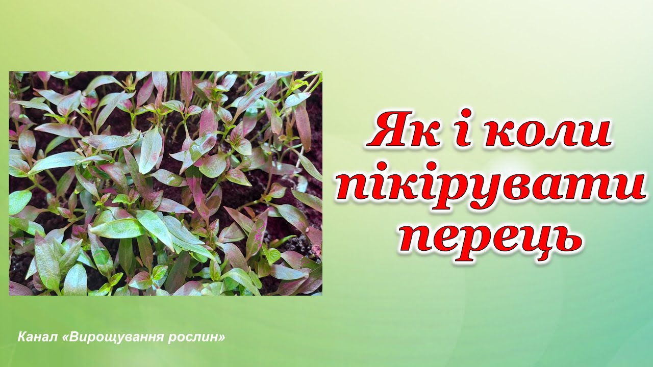 Як і коли пікірувати перець