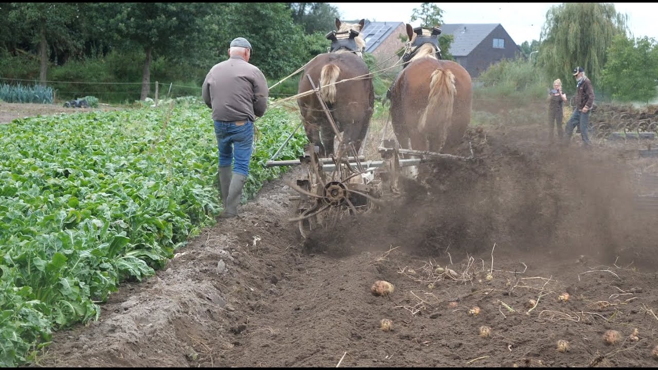 Harvesting potatoes: Belgian draft horses draw a potato digger