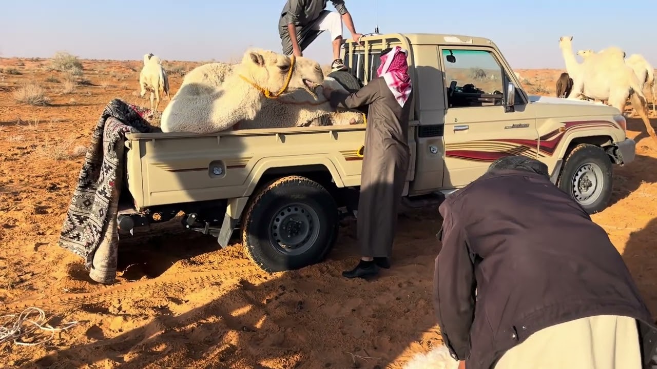 عشوائيات عند الابل ٤ 