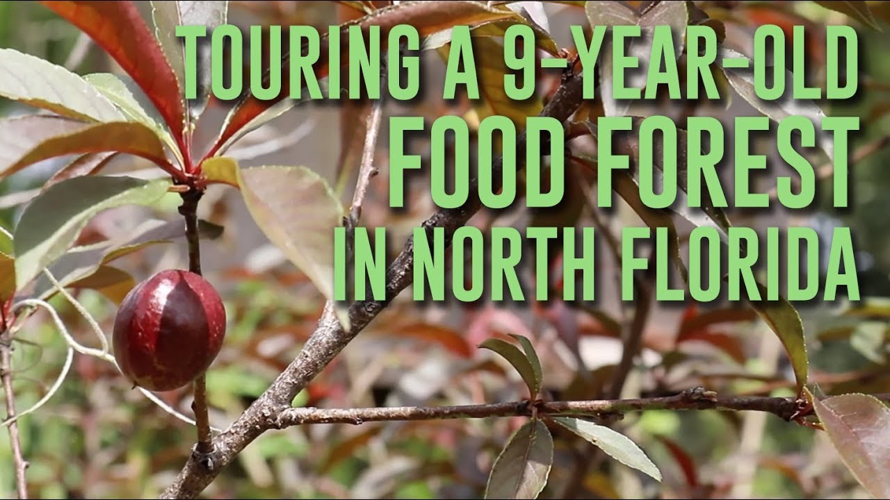 Touring The 9-Year-Old Food Forest I Planted in North Florida