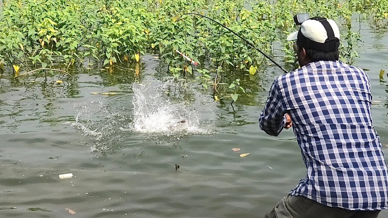 Single Hook Fishing ￼|| रोहू फिशिंग की पूरी जानकारी Best float fishing
