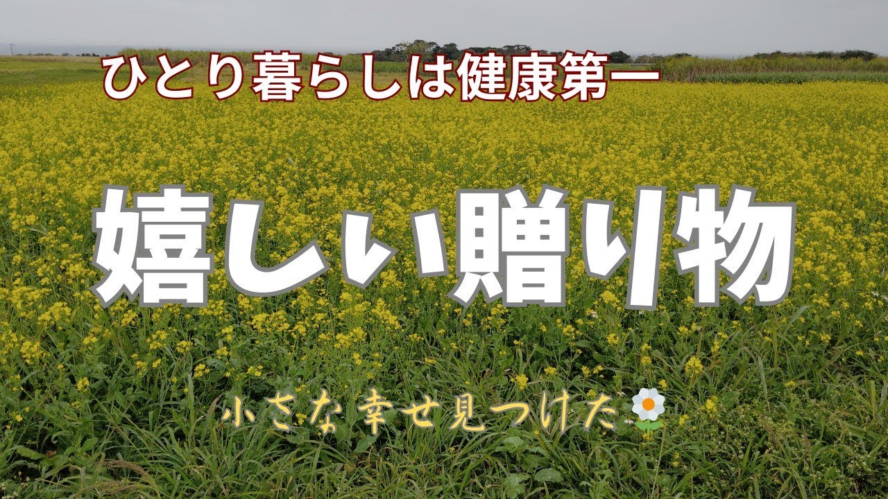 姪っ子からの贈り物に感謝。風邪も吹き飛びます。キレイな菜の花畑。周りには小さな幸せがいっぱいですよね。