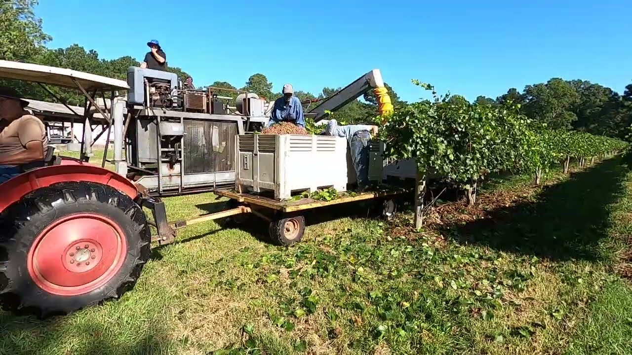 2023 Muscadine Grape Harvest on the Walter McDuffie Vineyard, Elizabethtown., N. C.