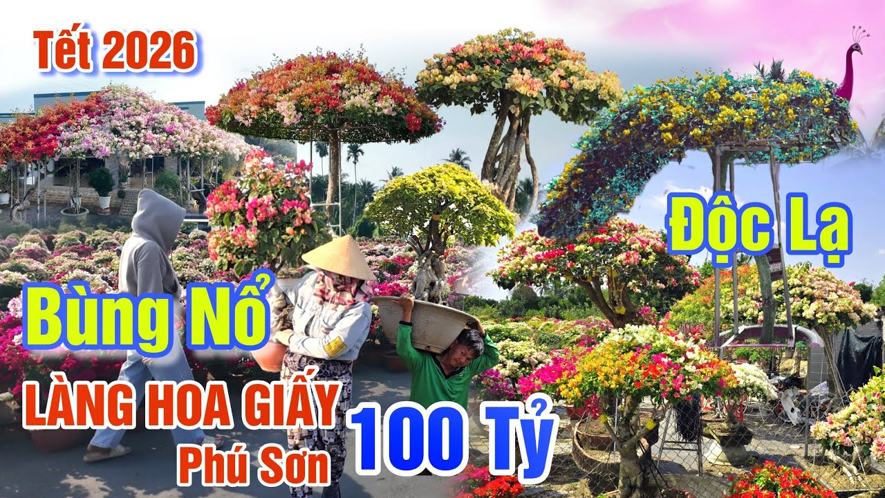 BÙNG NỔ LÀNG HOA GIẤY 100 TỶ PHÚ SƠN BẾN TRE TẾT 2026 - KIỂNG BÔNG GIẤY ĐỘC LẠ CHƯA TỪNG CÓ