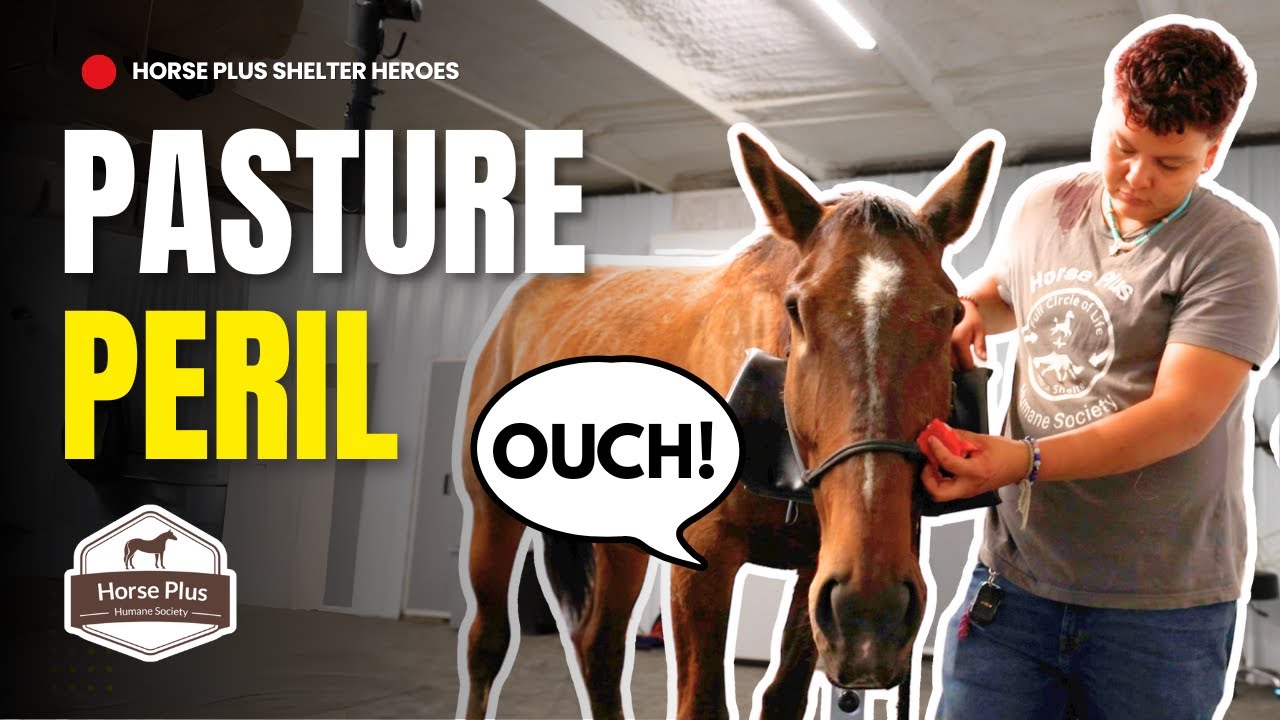 Our Vets Have Been BUSY | Horse Shelter Heroes - S6 E14