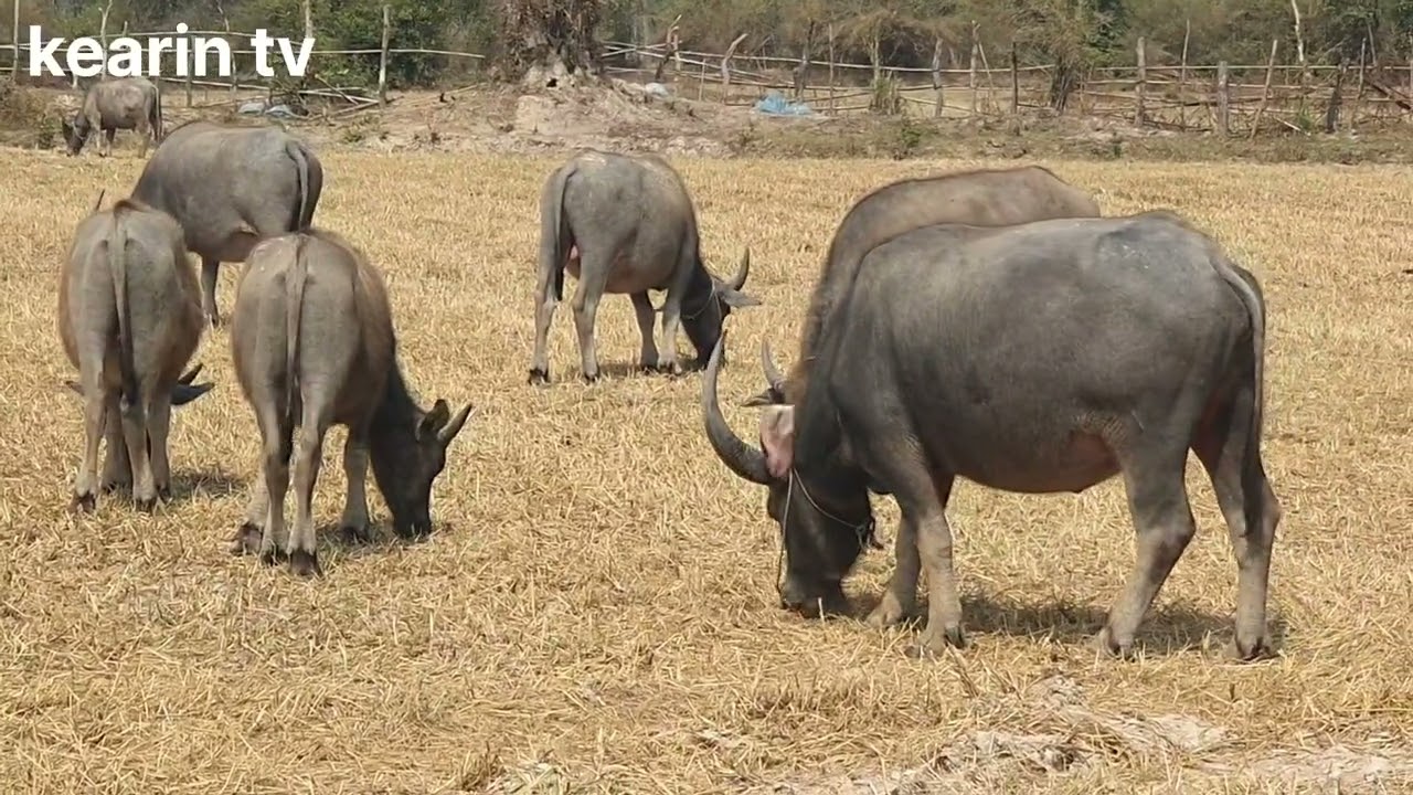 Many large buffaloes are happily eating grass. Buffalo🐃🐃