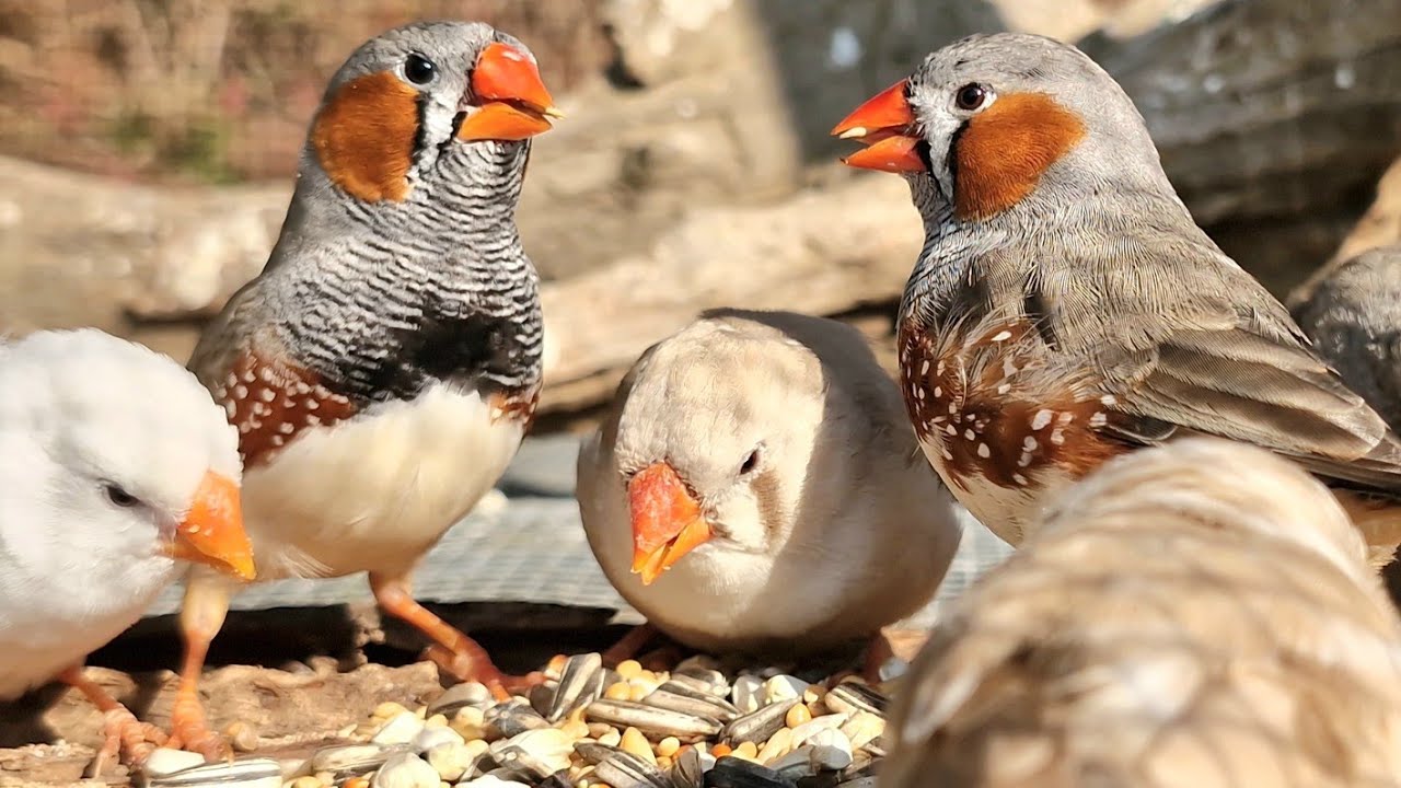 Zebra finches sing very beautifully; they sing wonderfully in their territory. Zebra finch singing. 