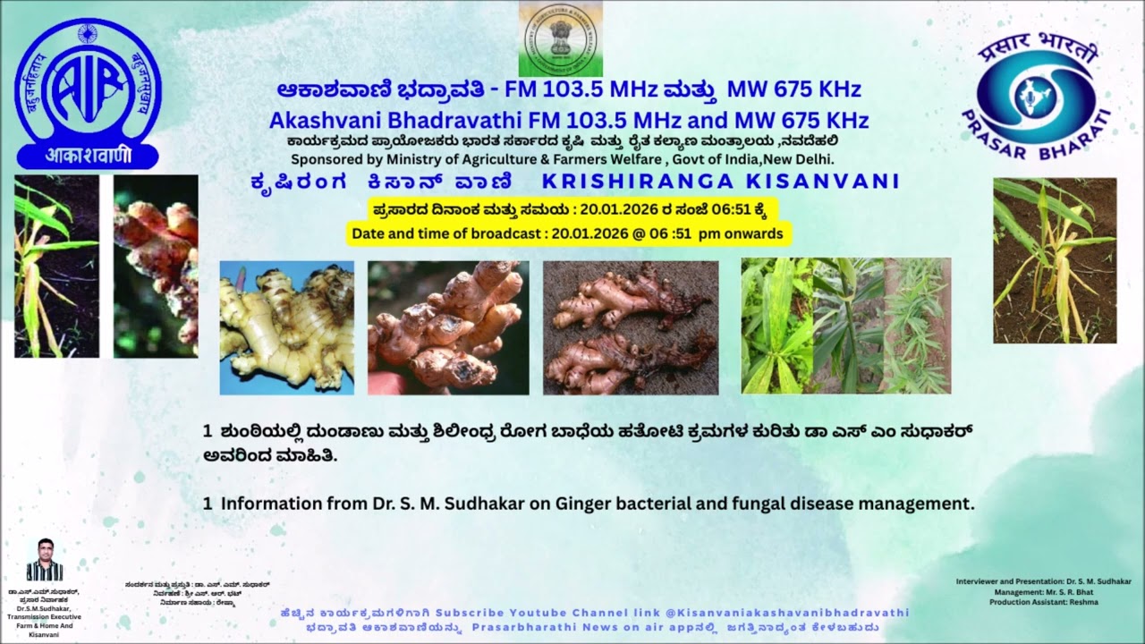 ಶುಂಠಿಯಲ್ಲಿ ದುಂಡಾಣು ಮತ್ತು ಶಿಲೀಂಧ್ರ ರೋಗ ಬಾಧೆಯ ಹತೋಟಿ ಕ್ರಮಗಳ ಕುರಿತು