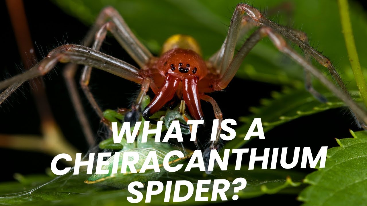 What is a Cheiracanthium Spider? 🕷️ (The Surprising Facts!)