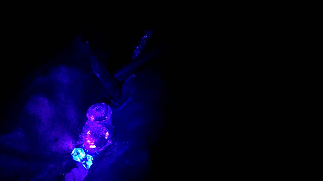 Something strange found at Bugtopia the Zoo