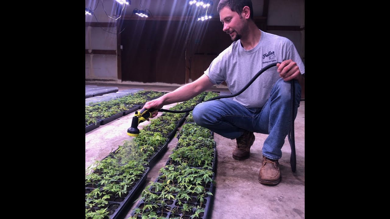 How to grow hemp and my 5 quick tips