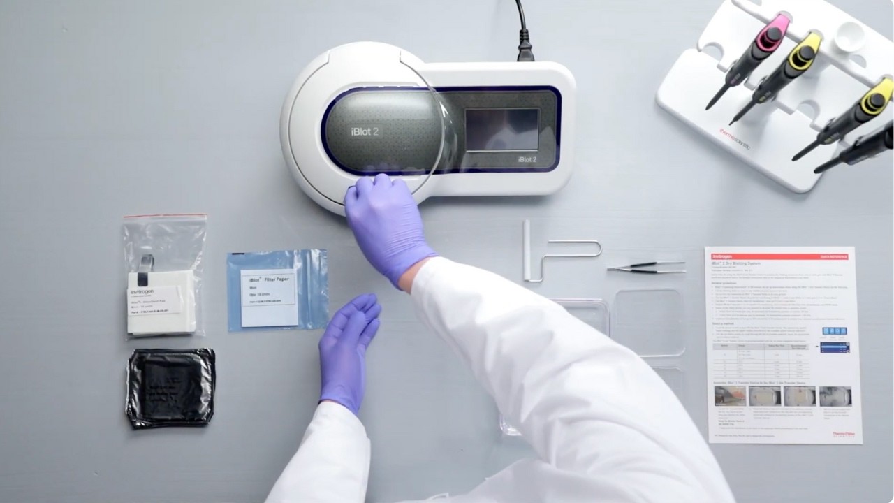 Western Blot Transfer Protocol with Invitrogen iBlot 2 System
