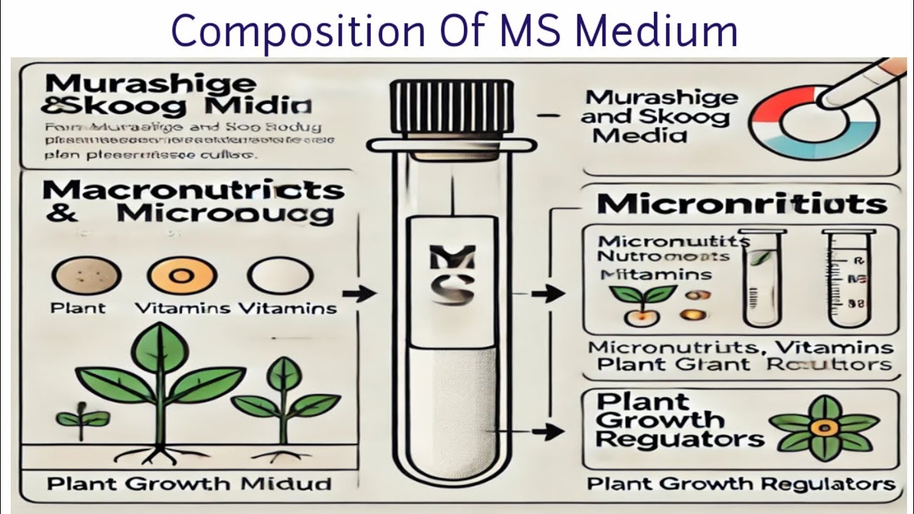 Composition Of MS Medium | Plant Tissue Culture | Lec.12