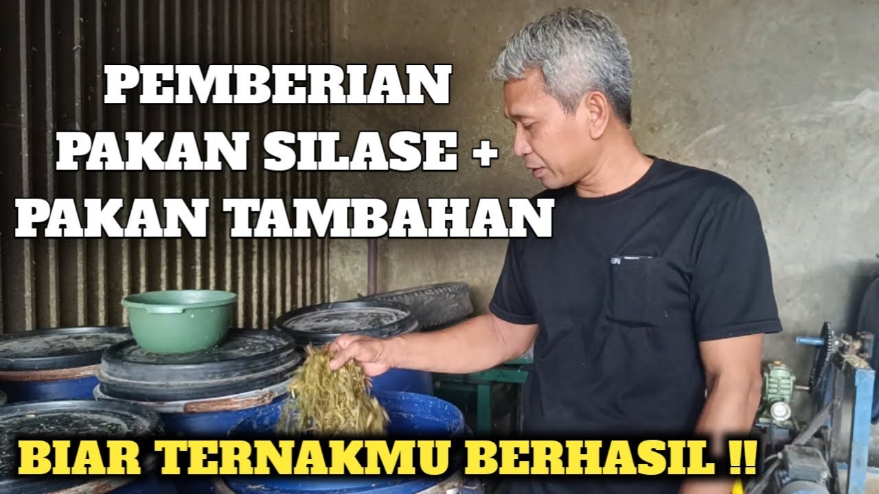 CARA MENJADI PETERNAK SUKSES !! | DENGAN PAKAN SILASE DAN PAKAN TAMBAHAN !!