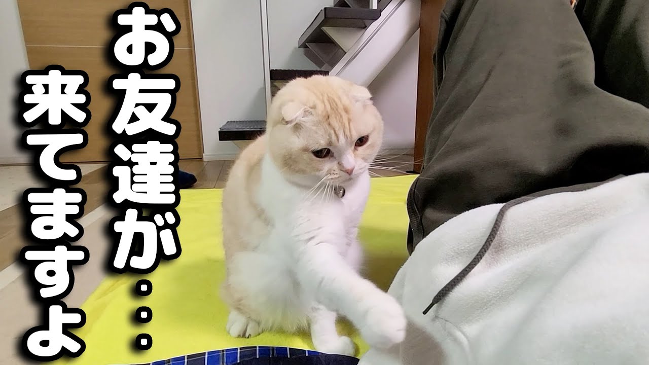 猫が来客が来たと教えてくれたのでついて行くと...