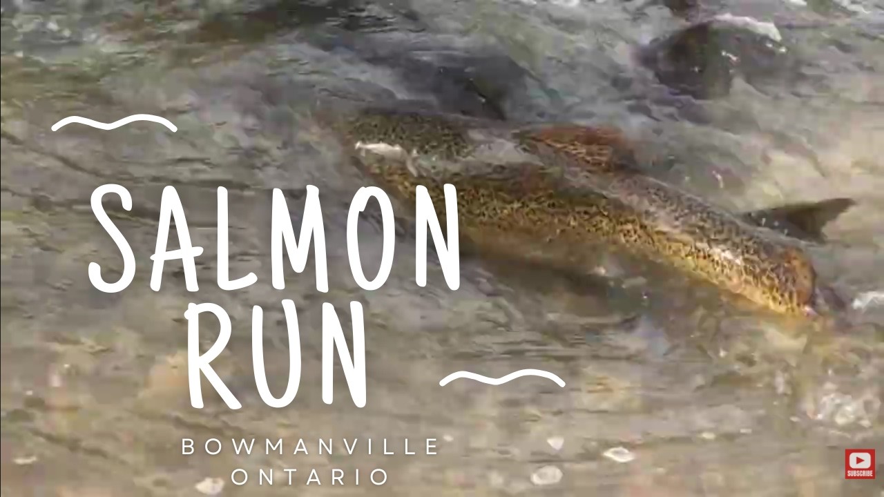 Hundreds of Salmon! Epic Fall Salmon Run 🐟