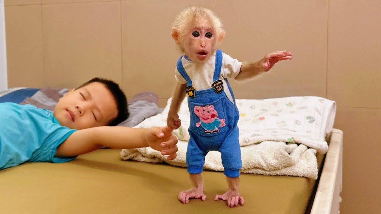 So Cute! Baby Monkey Lulu Wakes Bi Up for a Family Breakfast.