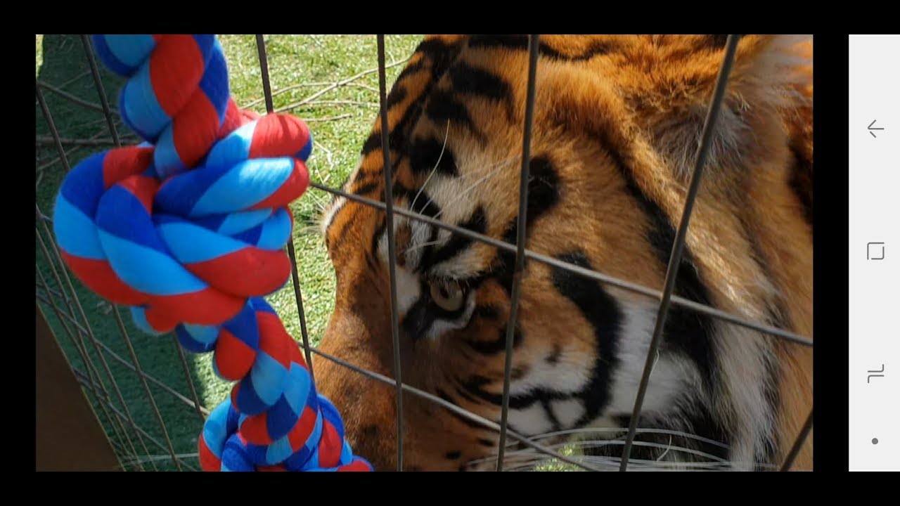 Reactions to new toys !