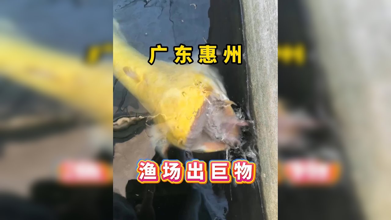 惠州巨物征途，一群米级吉罗+红眼变异大口鲶，不虚此行！ @蓝野原生阿康 @蓝野吉罗