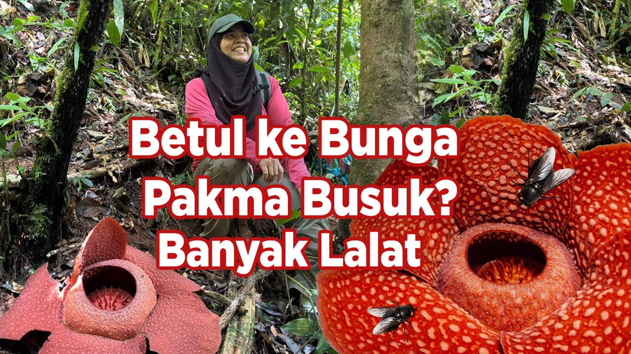 Bunga Busuk Tapi Cantik? Misi RM 10 Bunga Pakma/Rafflesia | Bunga Terbesar Di Dunia 🌺