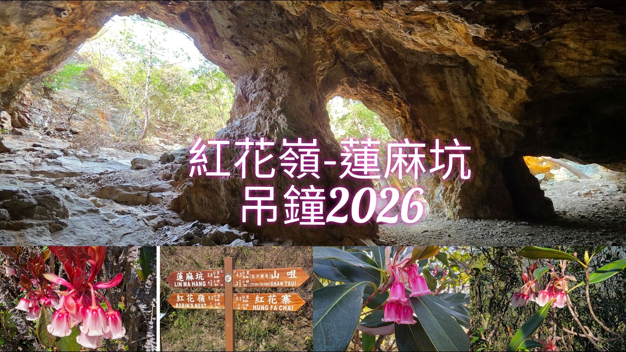 紅花嶺吊鐘##蓮麻坑吊鐘##2026##紅花嶺郊遊徑##蓮麻坑郊遊徑##担水坑村##山咀道##蓮麻坑礦洞##