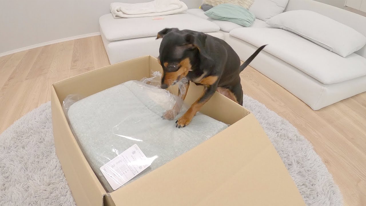 怖い顔で冬用ベッドを開封する犬
