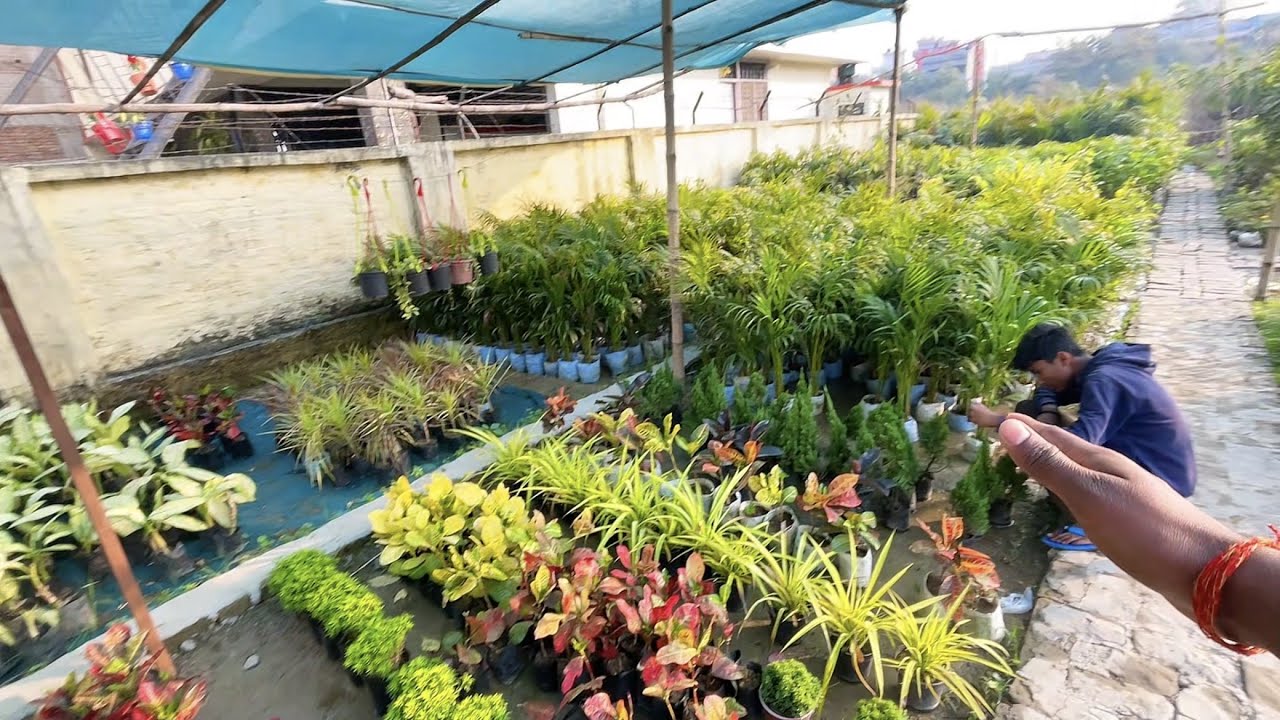 Nursery me Gamle aur Plants 🪴Lene aye Hai￼￼￼😍