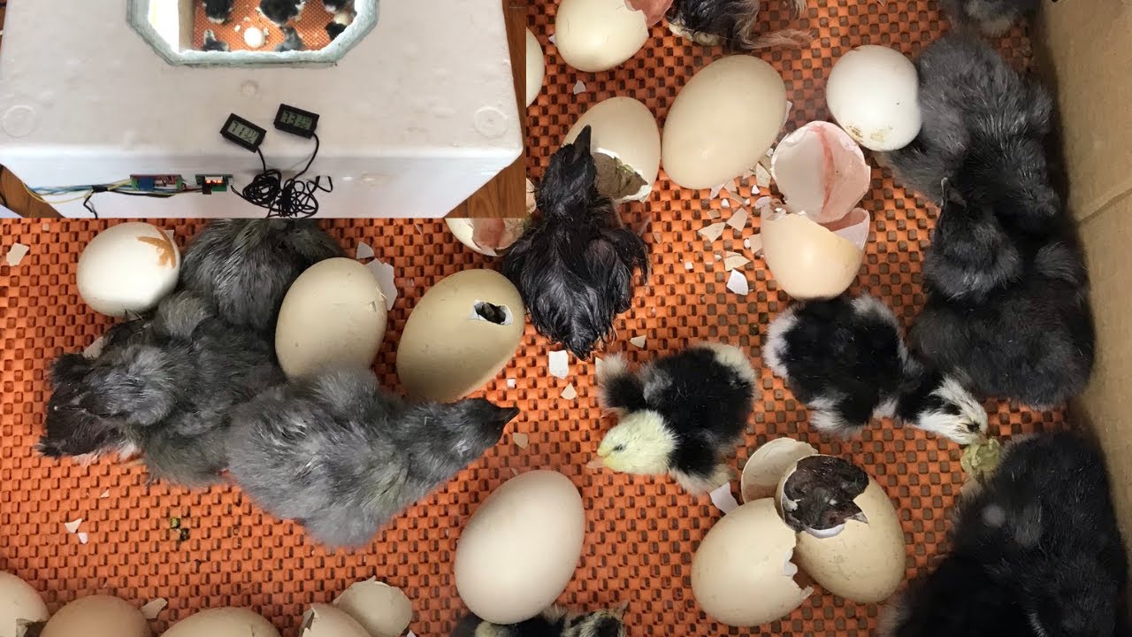 El Yapımı Kuluçka Makinası %95 Çıkım Aldık (cüce cochin - australorp)