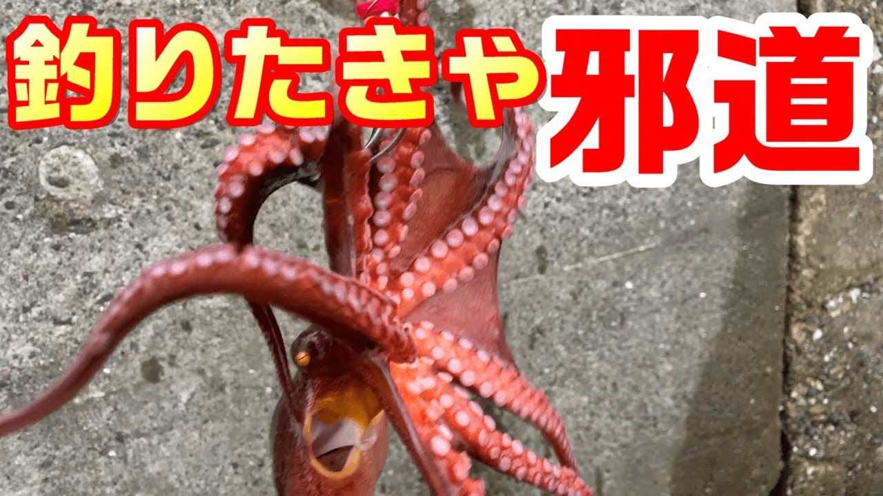 【邪道タコエギ釣り】タコが釣れなきゃコレで差をつけろ！！　～東京湾・内房マダコ釣り～