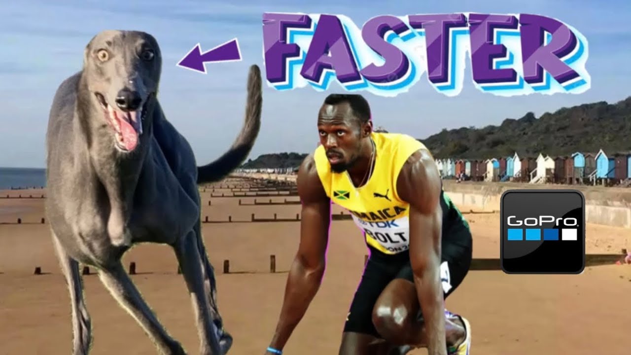 GREYHOUND fastest dog in the World running free on the BEACH with GO PRO camera