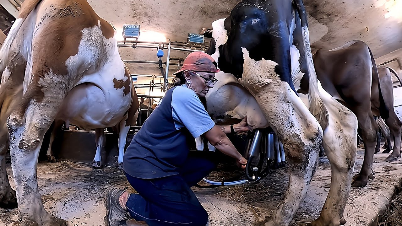 #mungitura #super #aziendaagricola #Malacarne f.lli #lamon #agricolturabellunese #latte #dolomiti