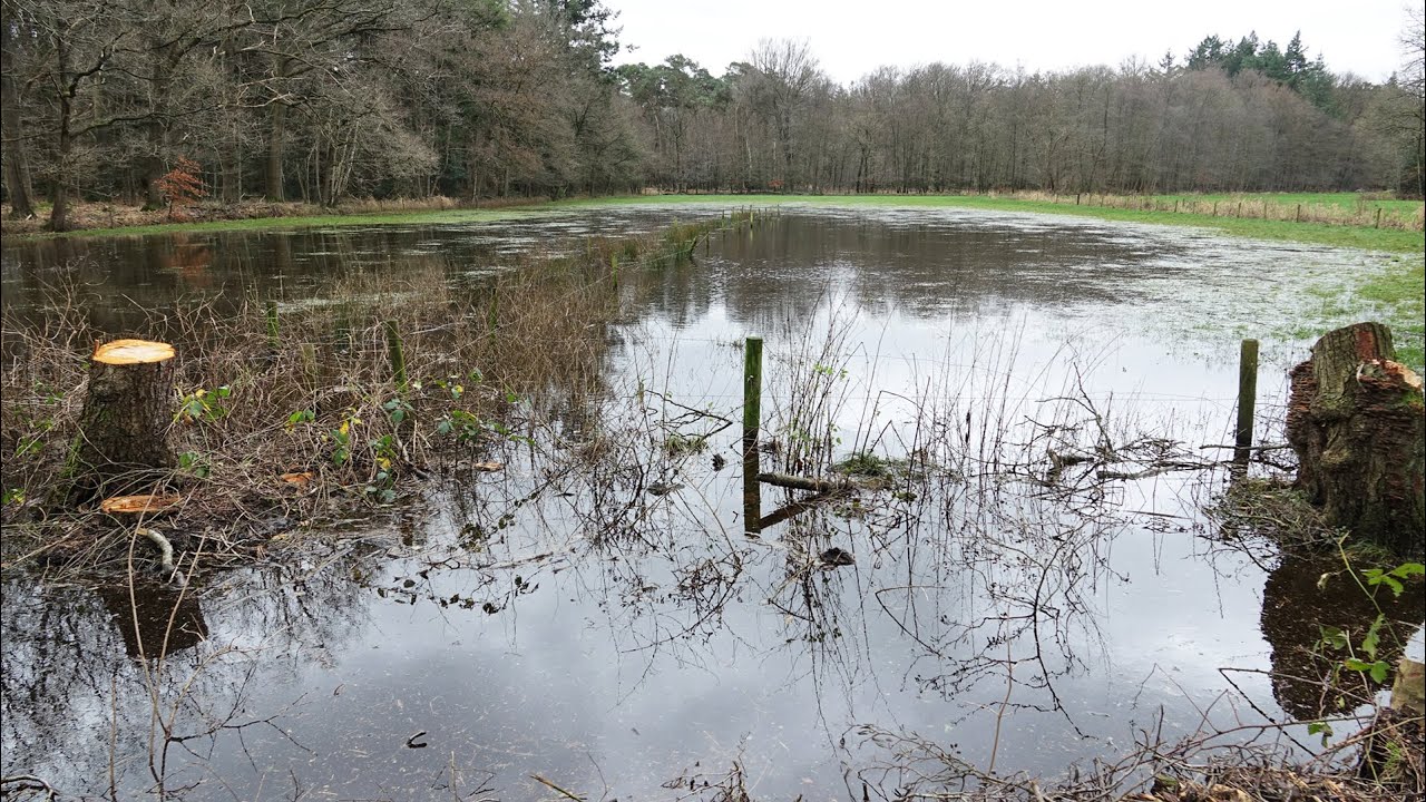 Hoog water 2023 | Water stroomt vanuit sloten de weilanden in!